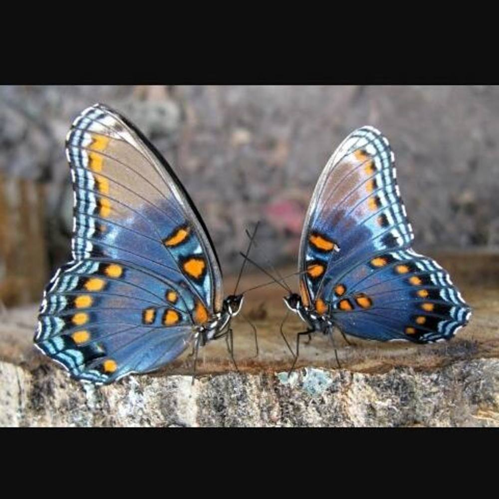 Meet your Posher, Lauri