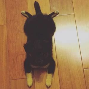 Meet your Posher, Joyce