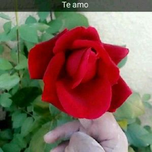 Meet your Posher, Betsy