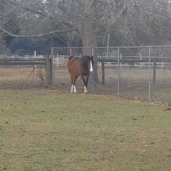 Meet your Posher, Jenni - Picture 1 of 1