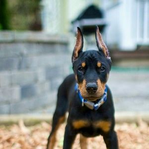 Meet your Posher, Brandon