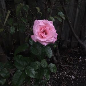 Meet your Posher, Ingrid