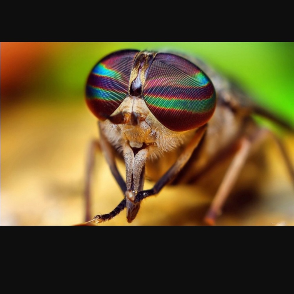 Meet your Posher, Yelena