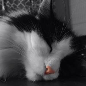 Meet your Posher, Martin