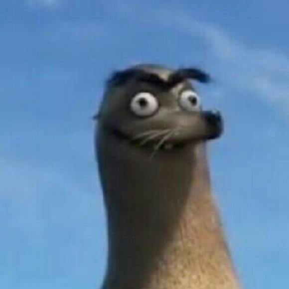 Meet your Posher, Sebastian - Picture 1 of 1