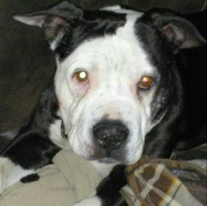 Meet your Posher, Holly