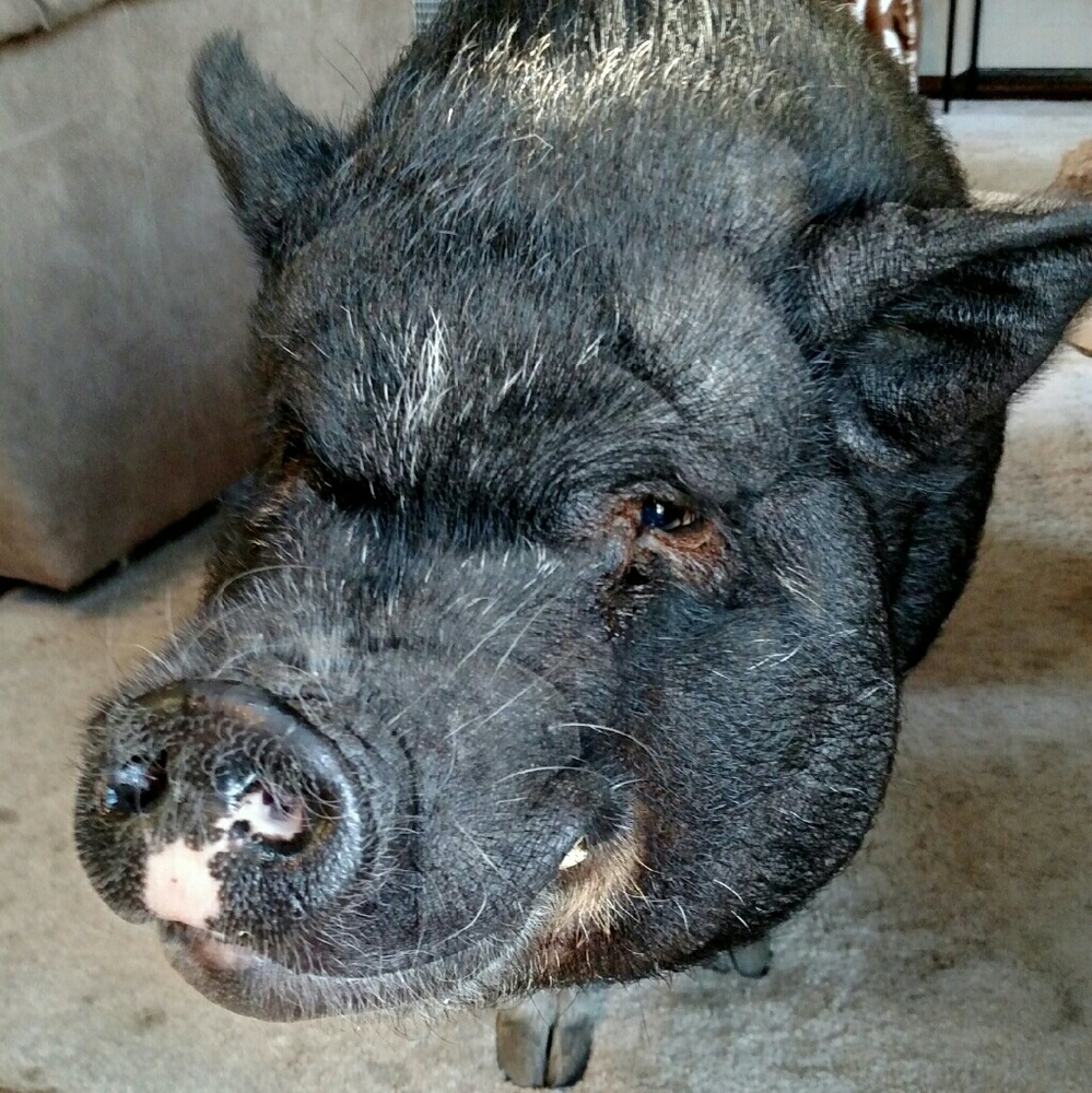 Meet your Posher, Sarahfaye