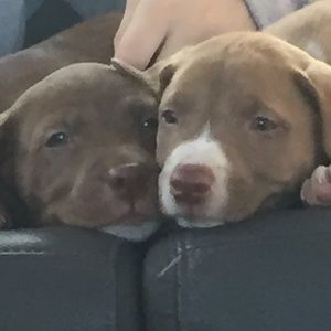 Meet your Posher, Annette