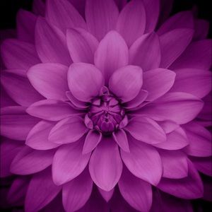 Meet your Posher, Dalila