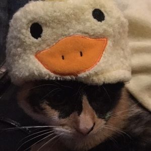 Meet your Posher, Stormy