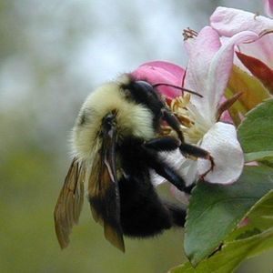 Meet your Posher, Nanette