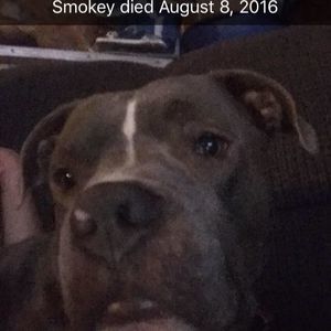 Meet your Posher, Abby