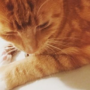 Meet your Posher, Bridget