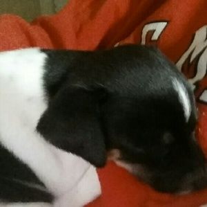 Meet your Posher, Jade