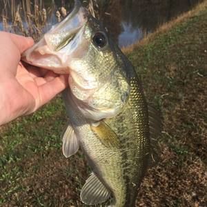 Meet your Posher, Grant