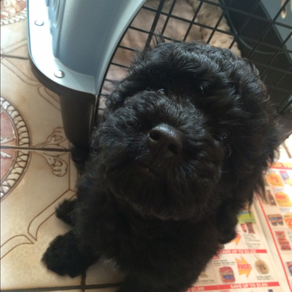 Meet your Posher, Victoria