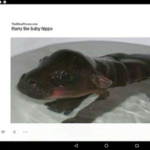 Meet your Posher, Denae