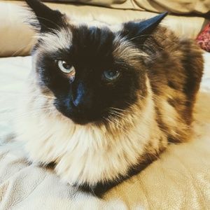 Meet your Posher, Trisha