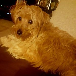 Meet your Posher, Charli