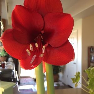 Meet your Posher, Lillian