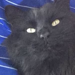 Meet your Posher, Bill