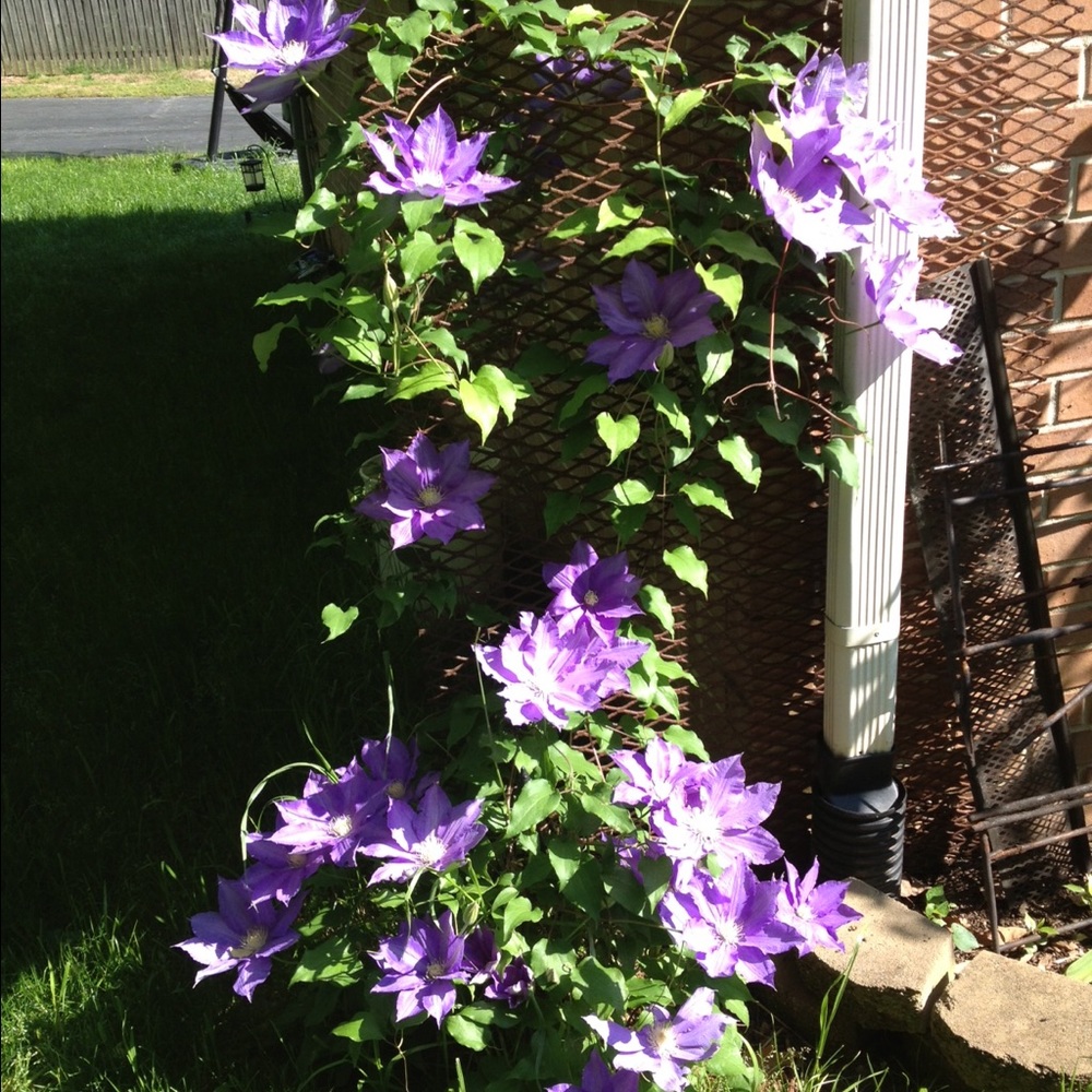 Meet your Posher, Sue