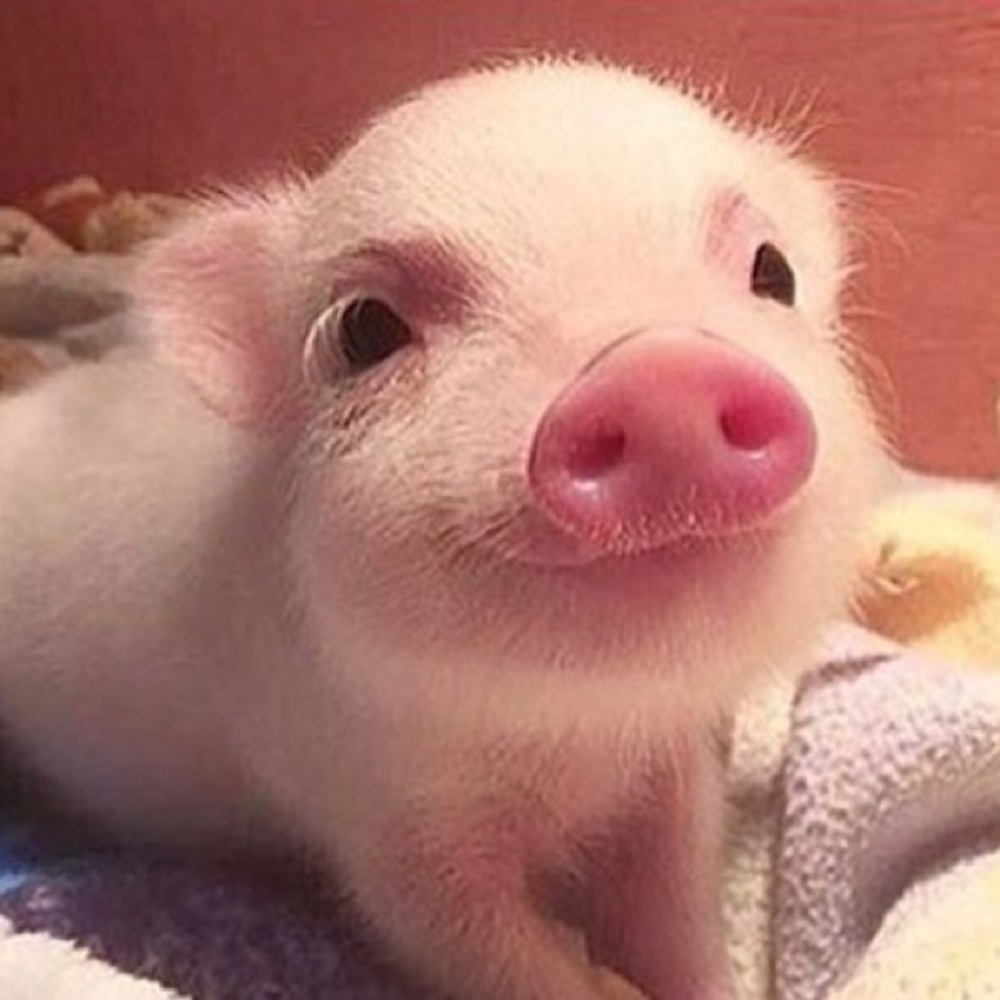 Meet your Posher, Teresa