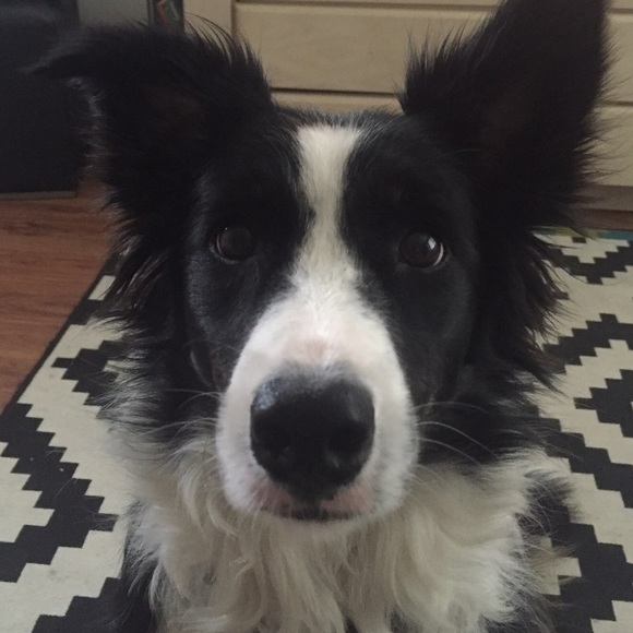 Meet your Posher, Raphael - Picture 1 of 1