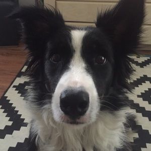 Meet your Posher, Raphael