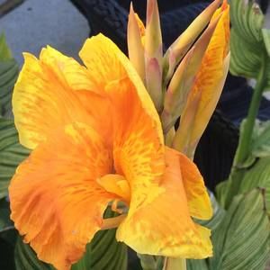 Meet your Posher, Gina