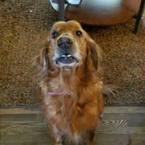 Meet your Posher, Amber