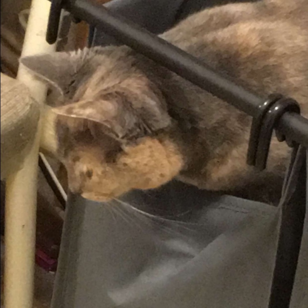 Meet your Posher, Alexandra