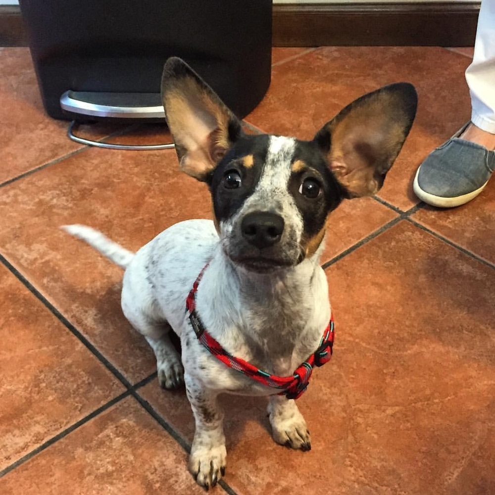 Meet your Posher, Judy