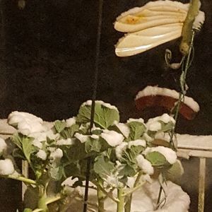 Meet your Posher, Ruth