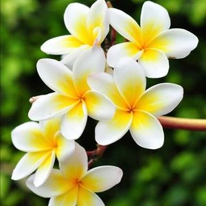 Meet your Posher, Britney