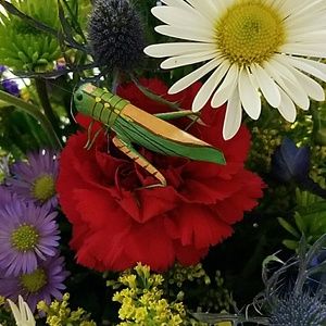 Meet your Posher, Crystal