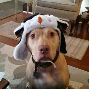 Meet your Posher, Frank