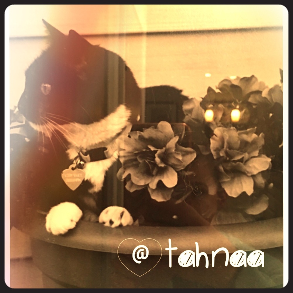 ✨@tahnaa✨