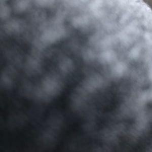 Meet your Posher, Trani