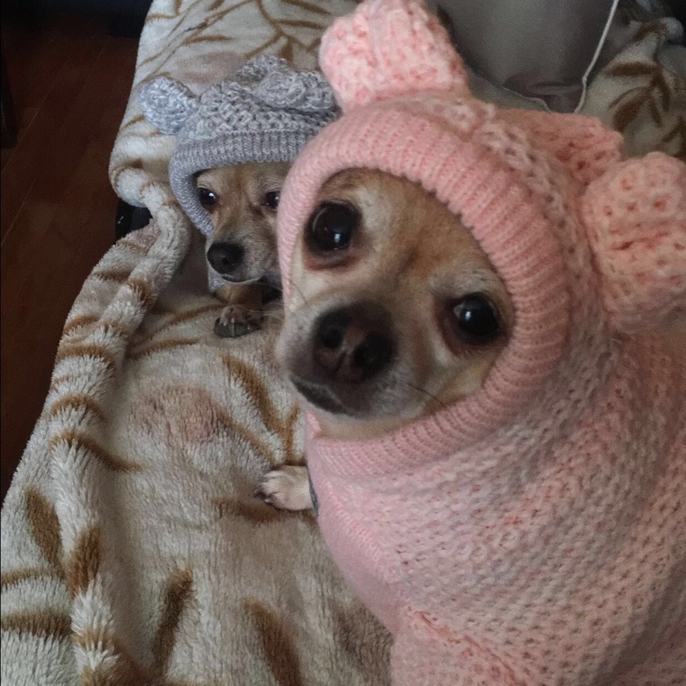 Meet your Posher, Cheyenne