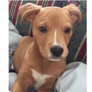 Meet your Posher, Adriana