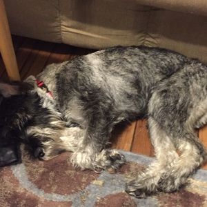 Meet your Posher, Anna