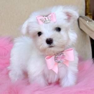 Meet your Posher, Gillian