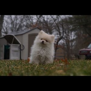 Meet your Posher, Sandi