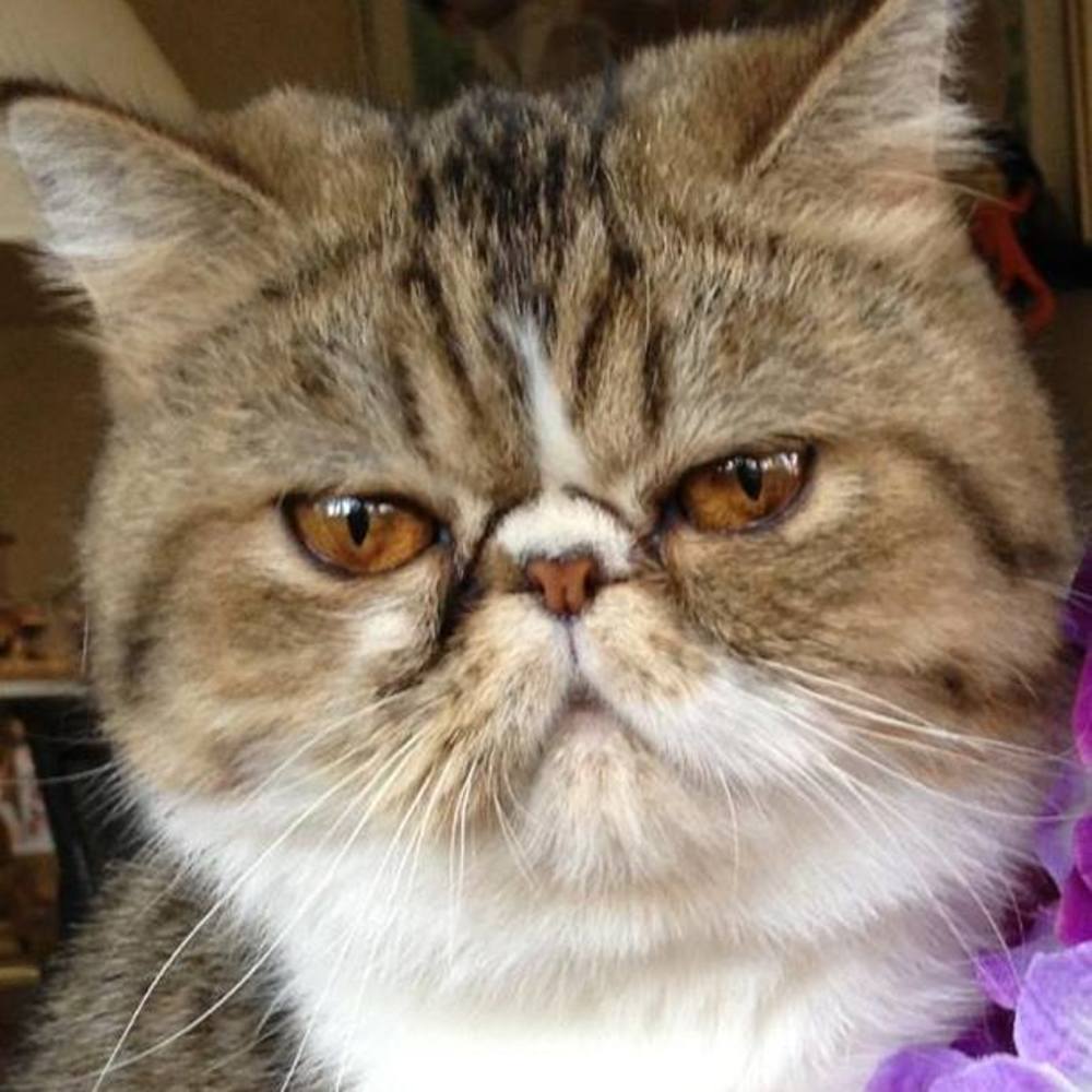 Meet your Posher, Donna