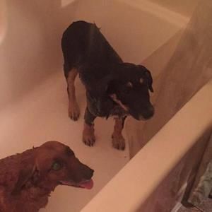 Meet your Posher, Willow