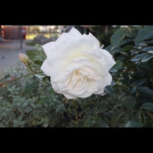 Meet your Posher, Karla