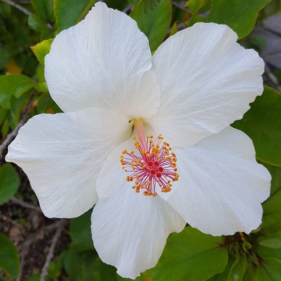 Meet your Posher, Michelle - Picture 1 of 1