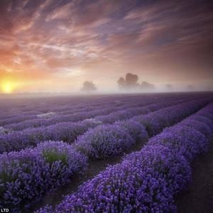 Meet your Posher, Tracy n lezlee