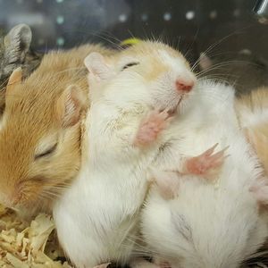 Meet your Posher, Sonya